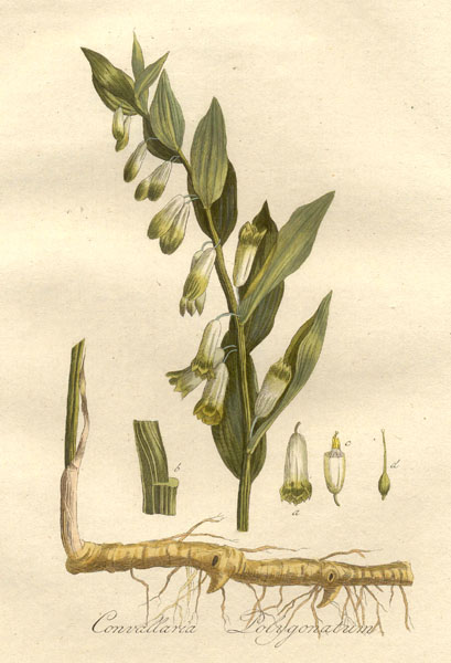 Shadows magick place: Hoodoo Herbology Solomon's seal root